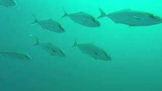 Pipeline fishing for snapper in 50-75ft.