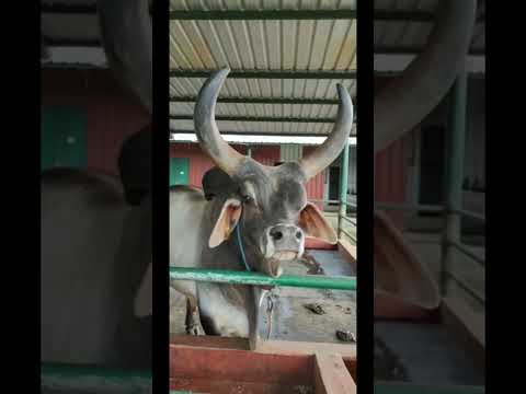 , title : 'Kankrej or Guzerat Cattle Breed #shorts #cattlefarm #guzerat #india #mangalore #cow'