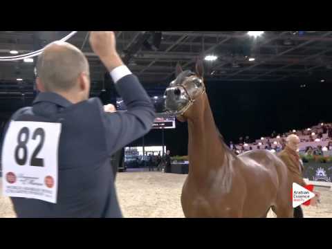 N.82 RIYADH AM - Paris 2015 - Yearling Colts (Class CM4 B)
