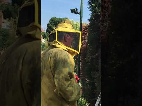 Intervento di rimozione alveare ed intervista ad Andrea,apicoltore per passione