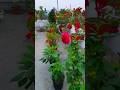winter flowers | terrace garden | orange | #gardening #flowers