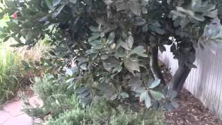 Essential Tasks To Regenerate Your Spectacular Garden Today