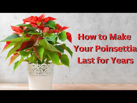 Poinsettia Care | How to, Tips, and Tricks
