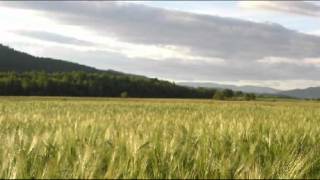 Зеленеє жито, зелене - Хор Верьовки