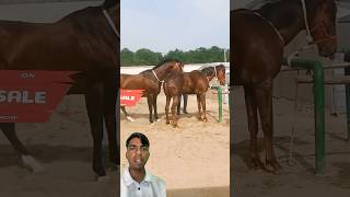 Download lagu Horse Mating Video 🐎 | Educational Purpose Only | #india #horse #animals mp3