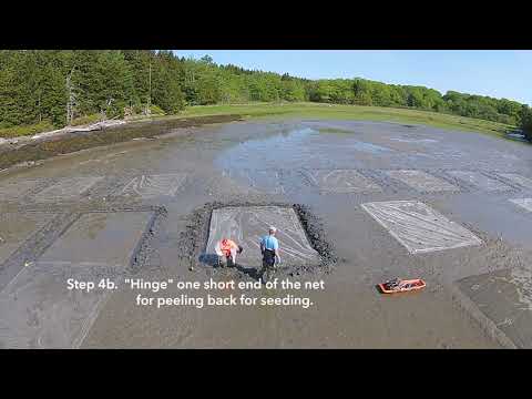 download lagu mp3 mp4 Soft Shell Clams For Sale Near Me, download lagu Soft Shell Clams For Sale Near Me gratis, unduh video klip Soft Shell Clams For Sale Near Me