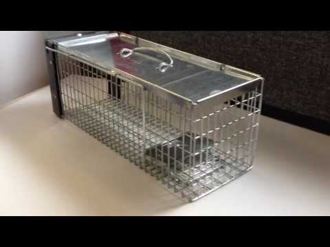 How to set The Big Cheese STV075 Rat Cage Trap