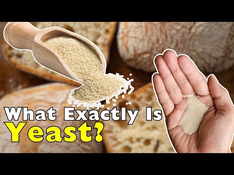 What Yeast Is Really Doing to Your Food [ID1002]