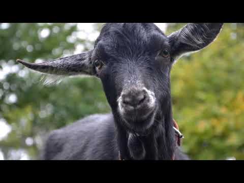 East Maui Animal Refuge Boo Boo Zoo Casanavo the Goat