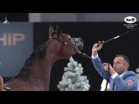 N 90 D WANNAS   World Arabian Horse Championship 2021   PARIS   Yearling Colts Class 4B