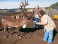 PEGGY LEE      Don't Forget To Feed The Reindeer