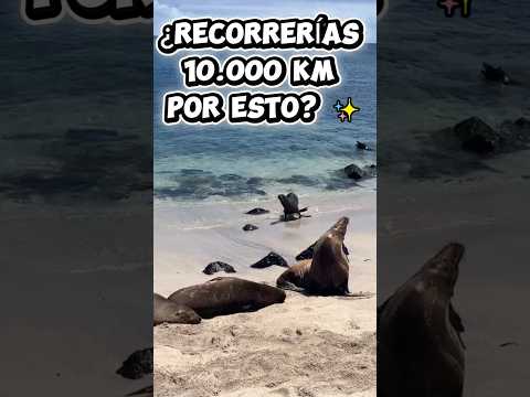 10.000 km después... ¡llegamos al paraíso! 🐢✨ #shorts