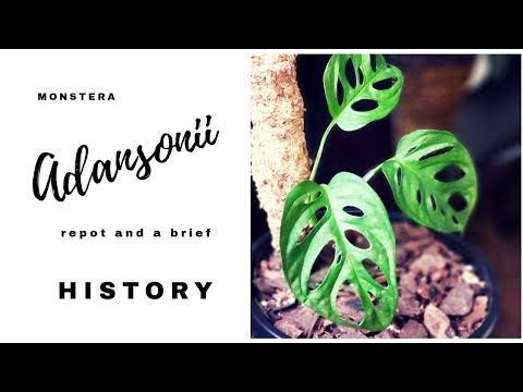 HOW TO REPOT A MONSTERA ADANSONII brief history | converting from water to soil | adding a moss pole