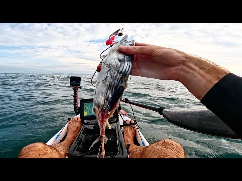 6 F#cks in 4 SECONDS!! Find out WHY!!! Offshore Kayak Fishing, Woody Head - PART 1