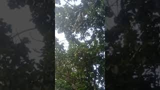 Download lagu buah alpukat sangat lebat mp3 Download lagu buah alpukat sangat lebat mp3