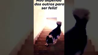 Não dependa dos outros para ser feliz! 😉💖🐕
