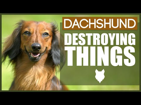 How To Stop Your DACHSHUND Destroying Things