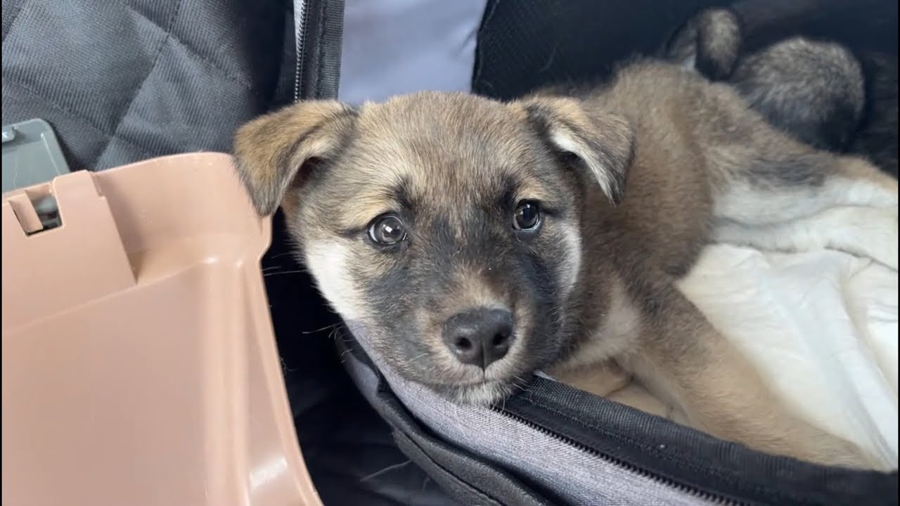 4/3(金)本編20時〜日本の子犬たちのお別れライブ(お掃除とご飯は19:30〜)