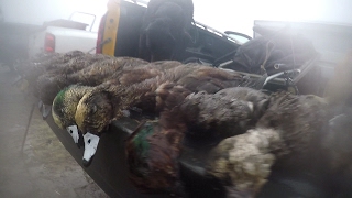 Duck Hunting - NorCal - Gray Lodge Wildlife Area - 2 Limits in 60 Minutes - 2017.01.07