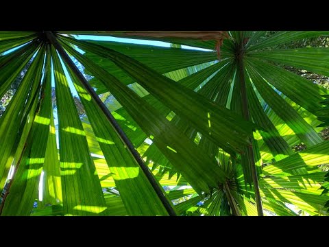 , title : 'Licuala ramsayi (Queensland Fan Palm ) | Must see June'