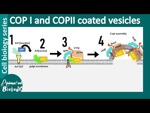 COP II and COP I vesicle mediated vesicle transport between ER and Golgi