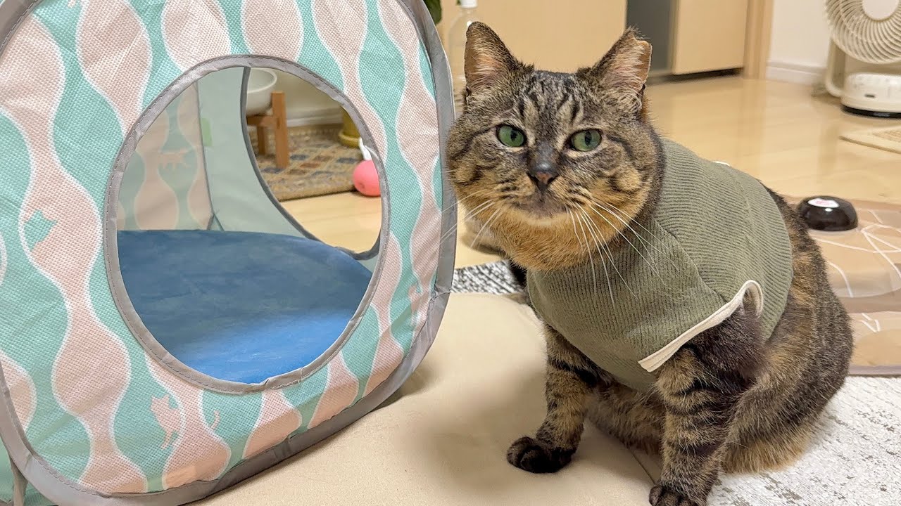 元地域猫。初めて見るテントに「これ何…？」と引き気味。絶対に触れない鉄壁のガードがこちら。