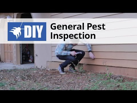  General Pest Inspection Video 