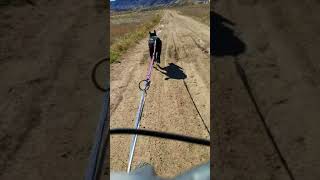 Canine scooter - dryland mushing - Littleton, Colorado