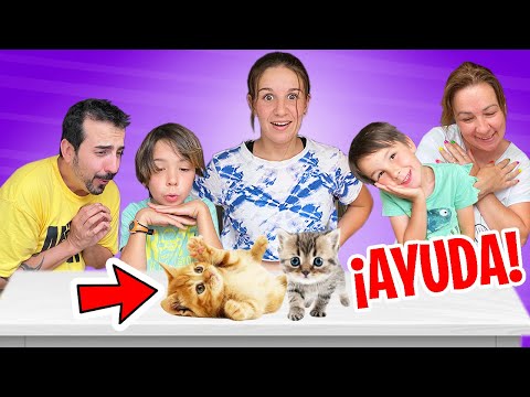 Adoptamos ¡NUEVOS Bebés GATITOS! 🐈 🐈‍⬛  ¿Quieres uno?