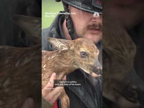 Indiana firefighters rescue baby deer from rushing waters