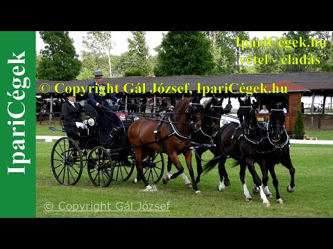 Fogathajtás, Vecsés 2021, H4, Dressage 1-14/28 start, CAI3*-2*, 4K, sv4K210604-C4-N1312j