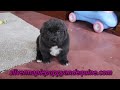 Newfoundland dogs for sale: Dolly - Video 1