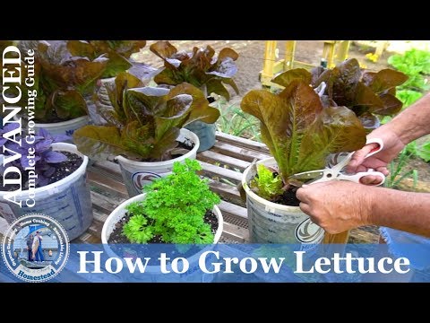 download lagu mp3 mp4 Lettuce Rouge D Hiver, download lagu Lettuce Rouge D Hiver gratis, unduh video klip Lettuce Rouge D Hiver