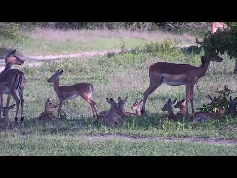 Djuma: Impala herd - 17:08 - 11/29/21