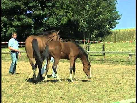 Stutfohlen von Connor - Ritual - Grundyman XX