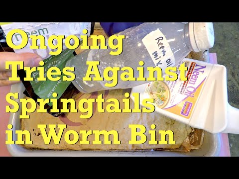 Continued neem treatment on springtails in mixed red worm bin - vermicompost