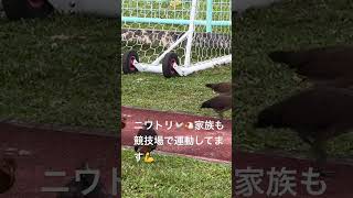 おはようございます🌞ニワトリファミリーと競技場🏟️で運動してます🏃🏃‍♂️