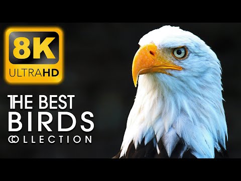 THE BEST BIRDS 8K HDR 60fps - Bird Collection in 8K Video Ultra HD