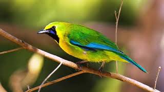 Download lagu 🔊SUARA PIKAT BURUNG MURAI RANTING / CUCAK RANTING mp3 Download lagu 🔊SUARA PIKAT BURUNG MURAI RANTING / CUCAK RANTING mp3