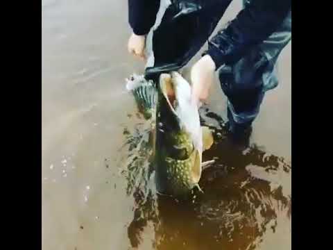 Big Pike Scotland, 121cm!! release vid