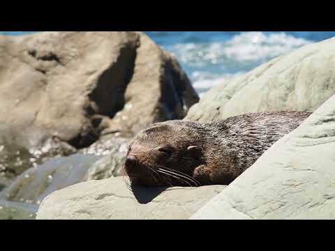 Olympus M. Zuiko 14 to 150mm f/4-5.6 II zoom lens (Review).