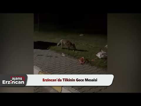 Erzincan’da Tilkinin Gece Mesaisi