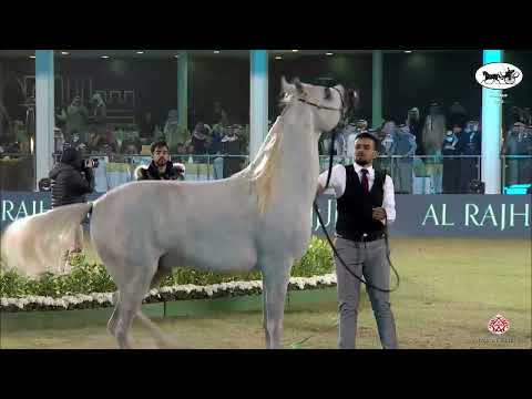 N 160 AJ FAIK   PSAIAHF 2022   Colts 3 Years Old Class 6