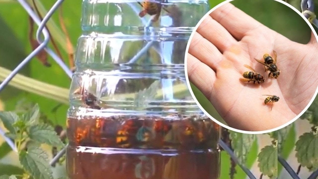 Jak zrobić pułapkę na osy i szerszenie Prosty trik z butelką
