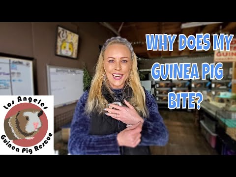 image-Why is my guinea pig biting me all of a sudden?