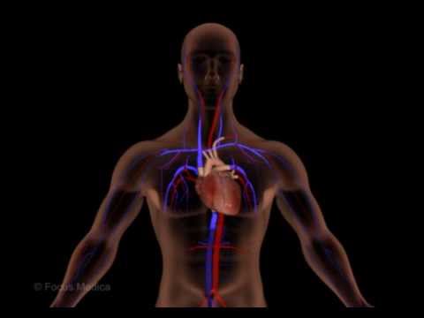 Unser Körper in 3D - Herz und Blutkreislauf