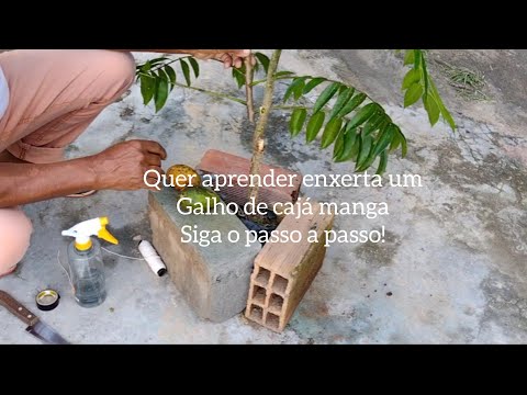 Quer aprender enxerta um galho de cajá manga siga o passo a passo!!