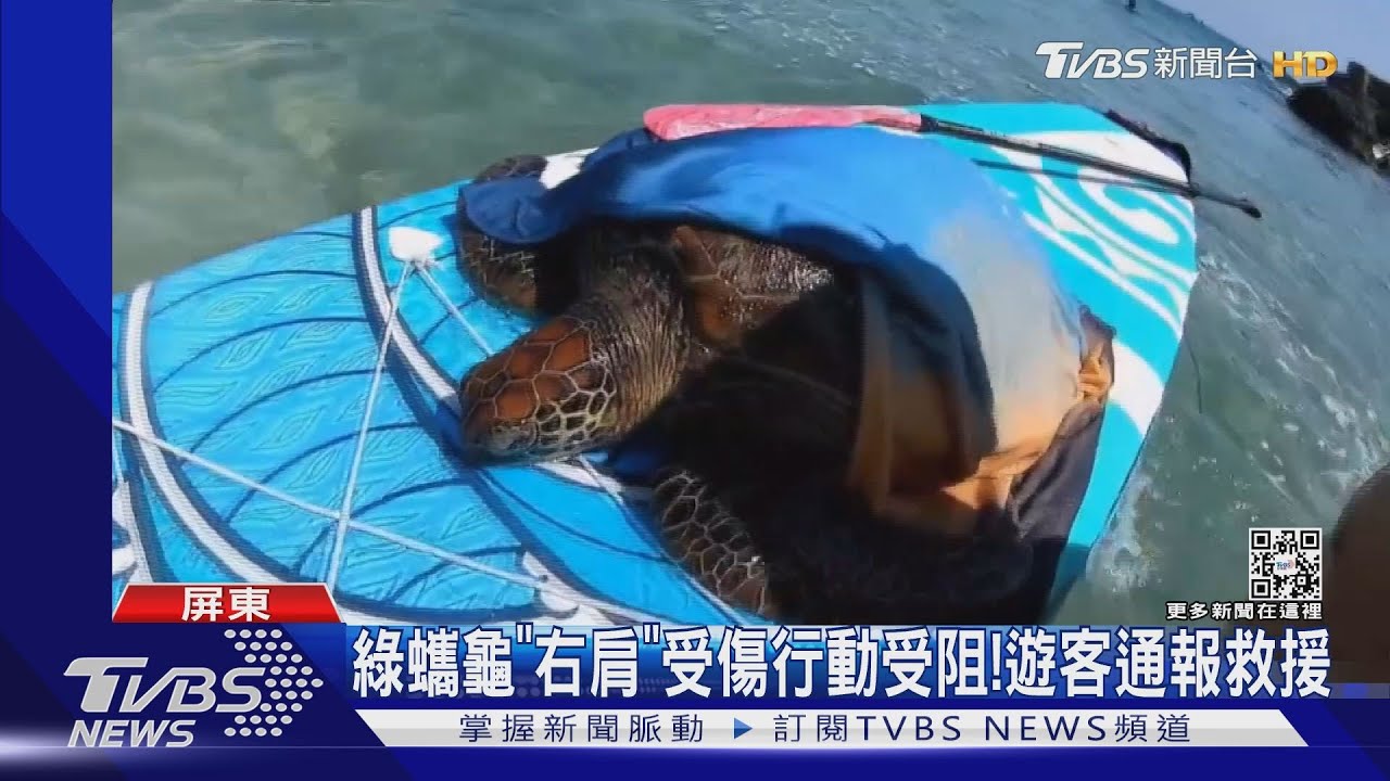 小琉球綠蠵龜「背甲破裂」疑遭螺旋槳打傷! 遊客划SUP搶救