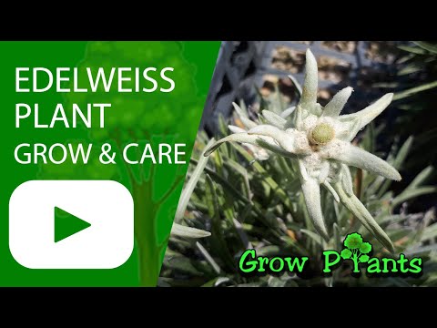 アルパインエーデルワイス 植物