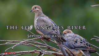 Los Angeles River wildlife with the Canon R7